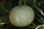 Field pumpkin